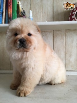 Chow chow Puppies