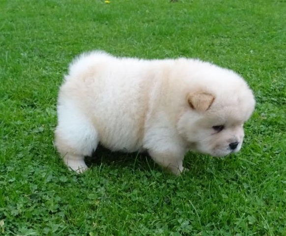 Chow chow Puppies