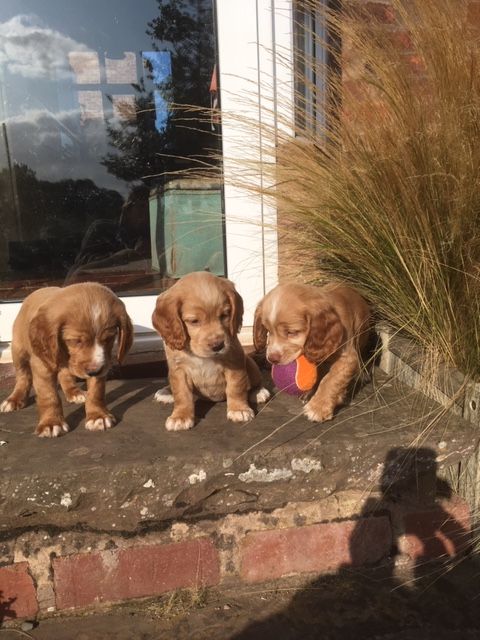 Cocker Spaniel Puppies