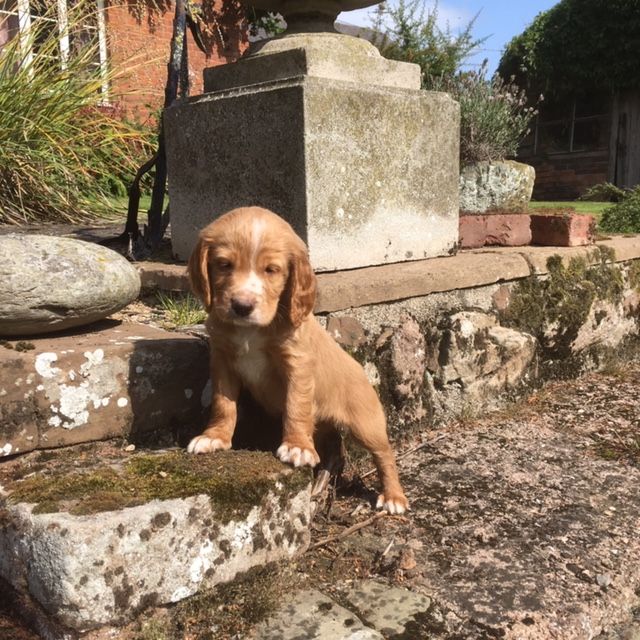 Cocker Spaniel Puppies