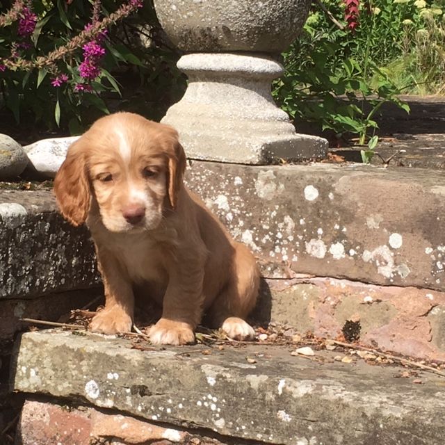 Cocker Spaniel Puppies