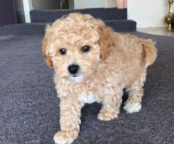 toy poodle Puppies