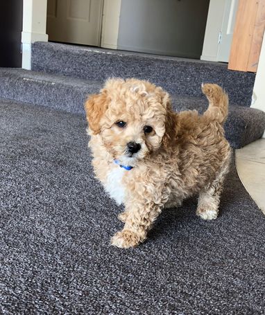 toy poodle Puppies