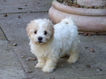 Coton de tulear puppies