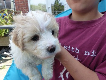 Coton de tulear puppies