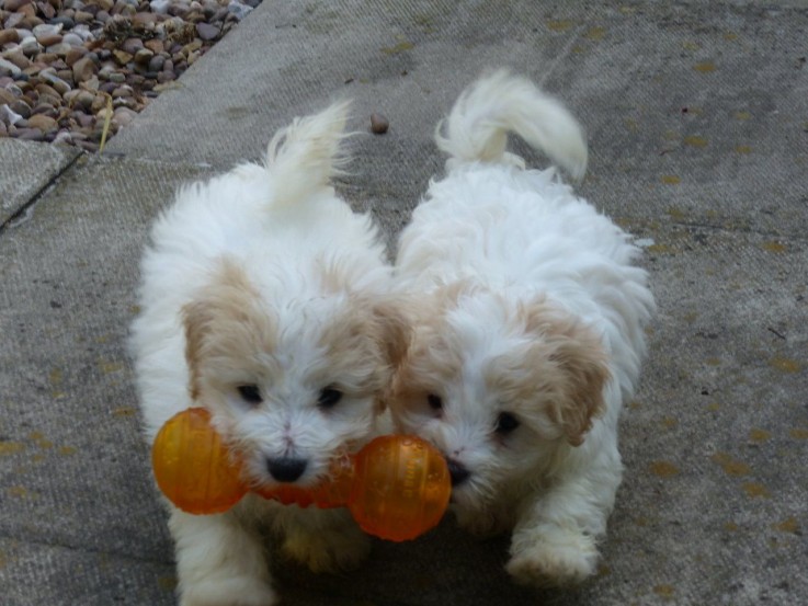 Coton de tulear puppies