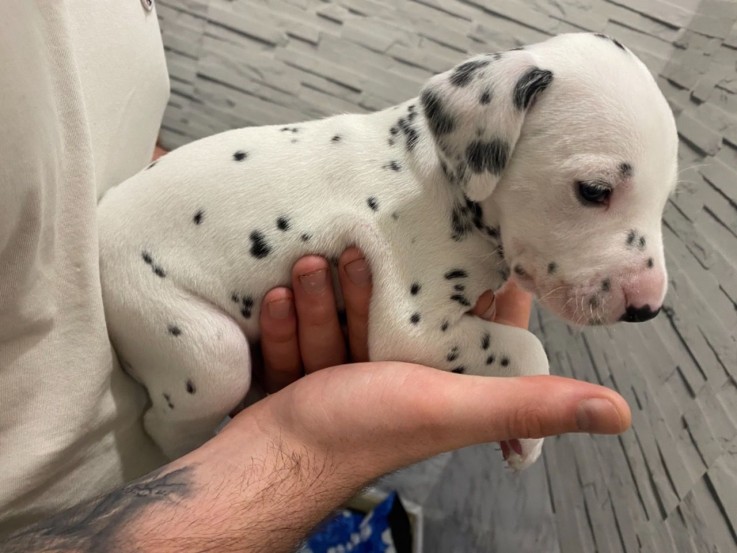 Dalmatians Puppies