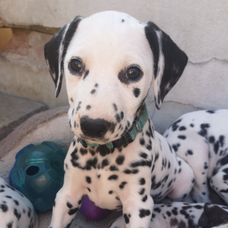 Dalmatians Puppies