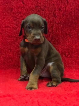 Dobermann Puppies