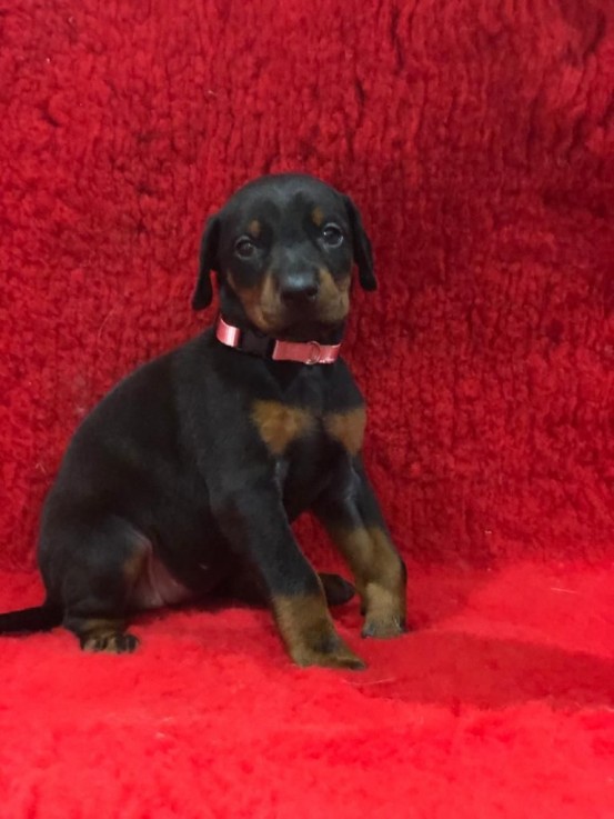 Dobermann Puppies