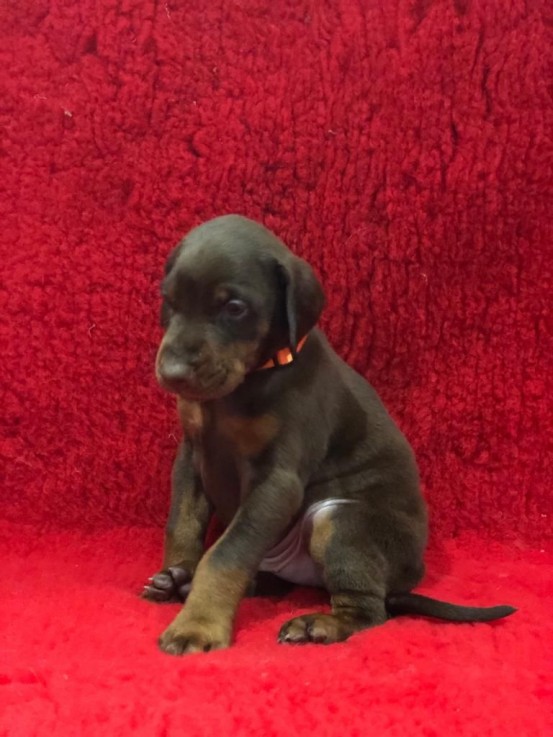 Dobermann Puppies