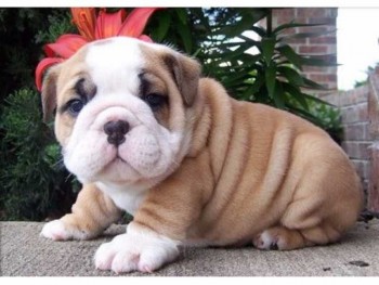 English Bulldog Puppies