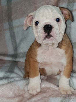 English Bulldog Puppies