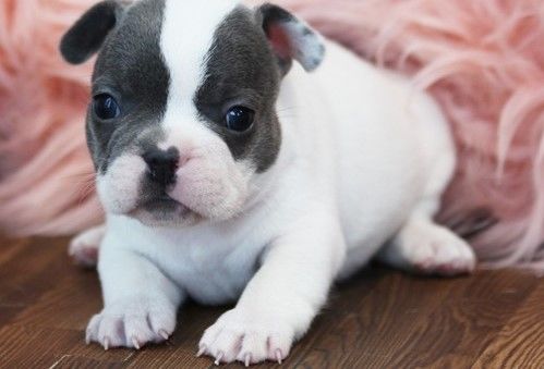 French bulldog Puppies