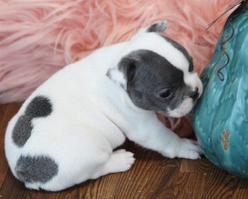 French bulldog Puppies