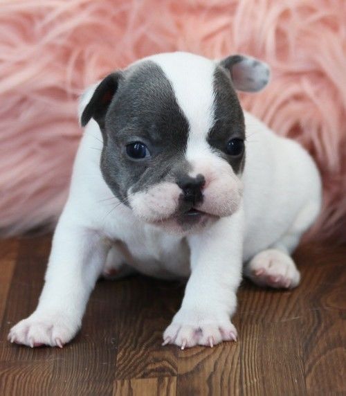 French bulldog Puppies