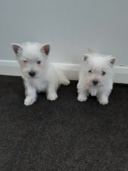 West Highland White Terrier Puppies