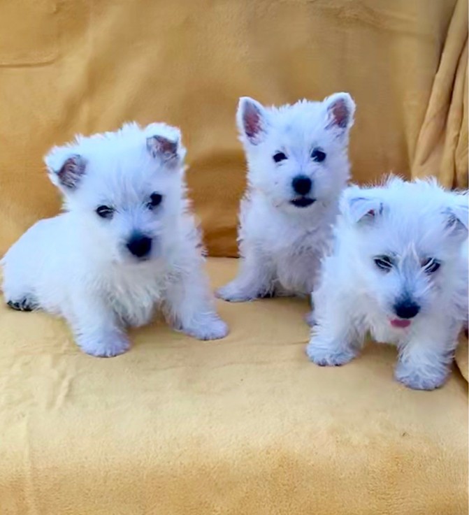 West Highland White Terrier Puppies