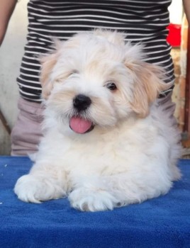 Havana puppies.