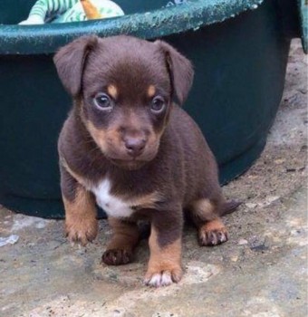 Jack Russell puppies