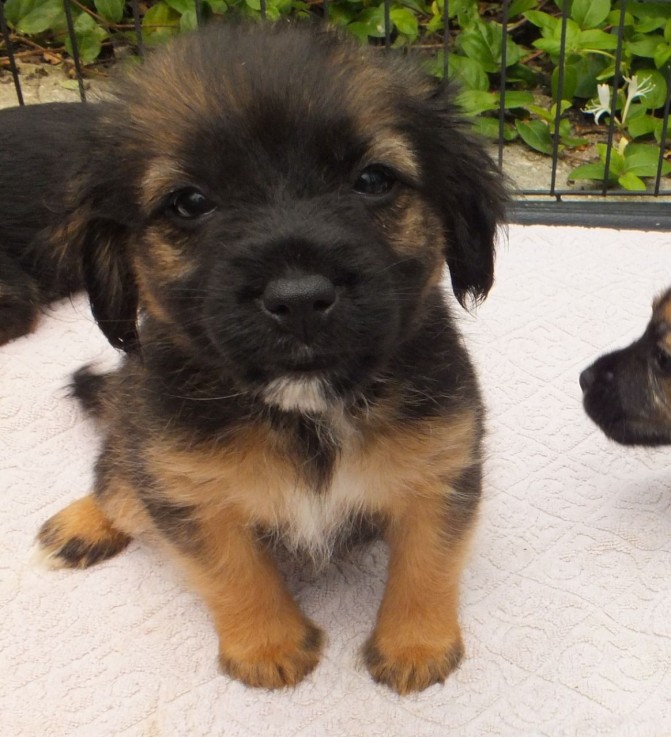 Jack Russell puppies