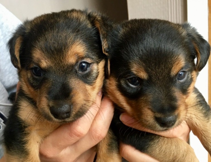 Jack Russell puppies