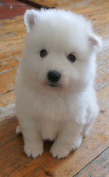 Japanese Spitz puppies