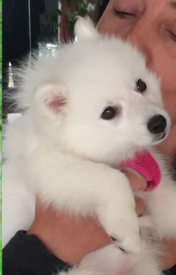 Japanese Spitz puppies