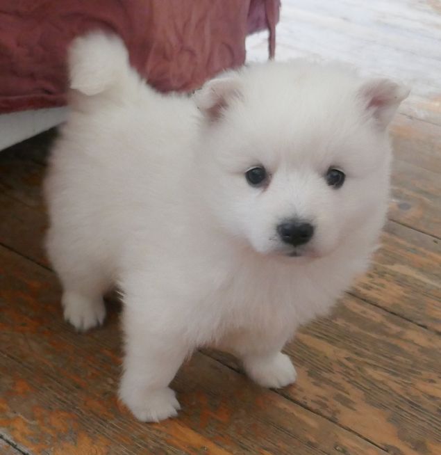 Japanese Spitz puppies