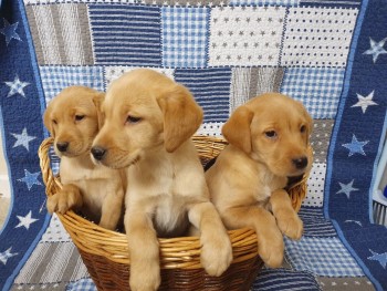 Labrador Retriever Puppies