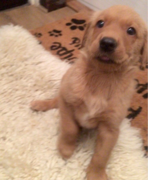 Labrador Retriever Puppies