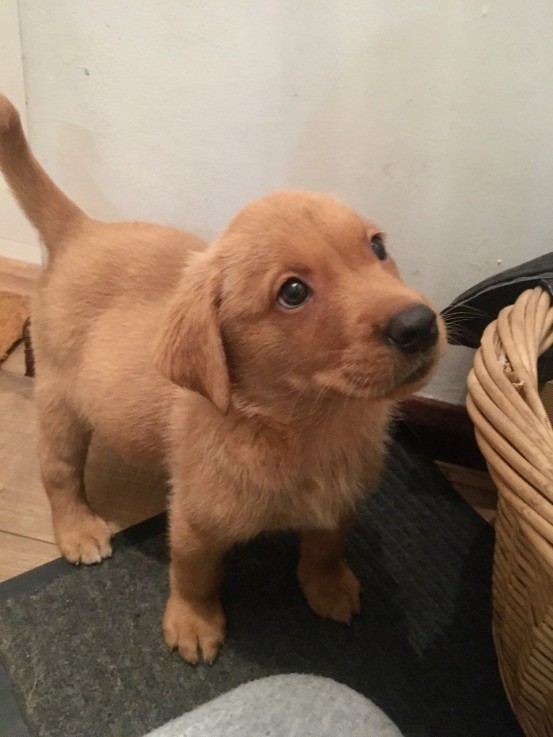 Labrador Retriever Puppies