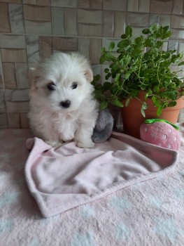 Maltese puppies