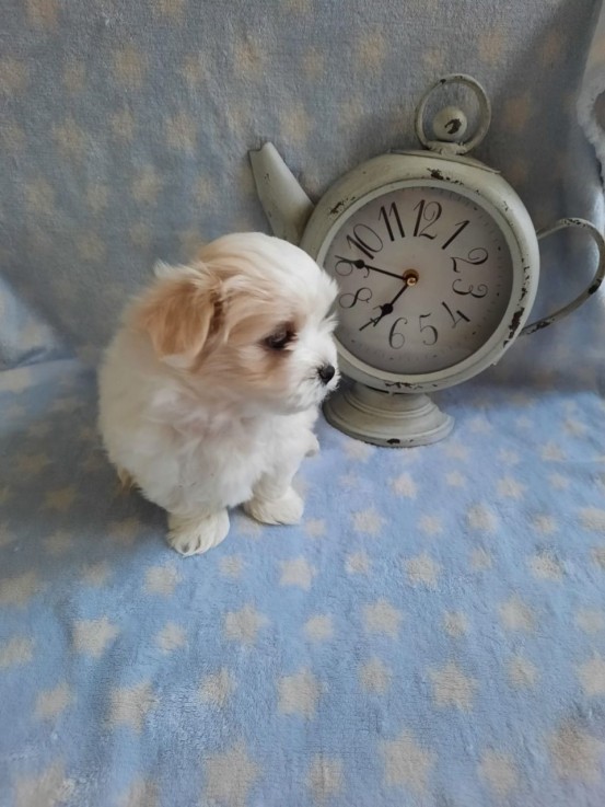 Maltese puppies