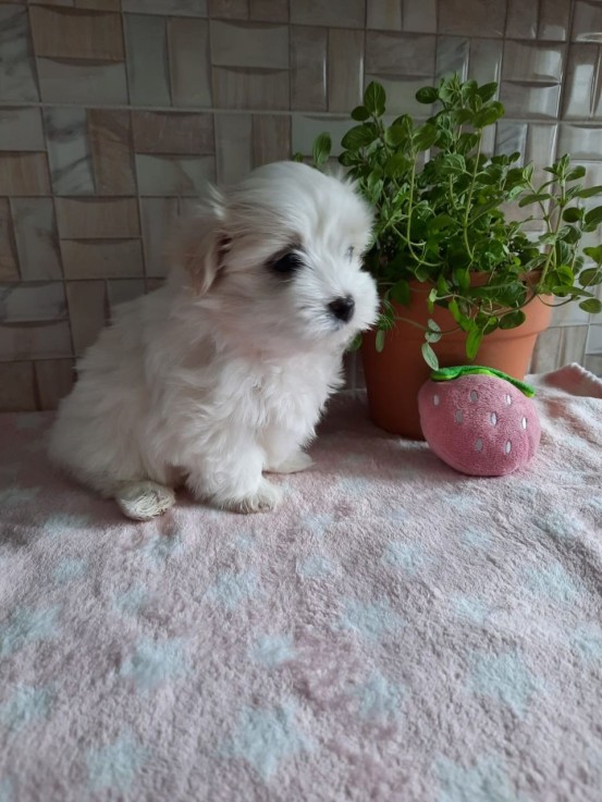 Maltese puppies