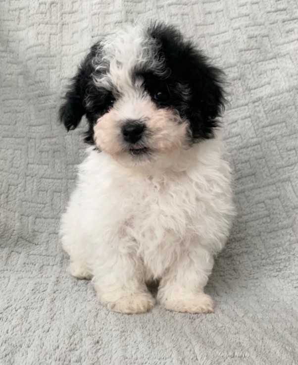 maltipoo puppies