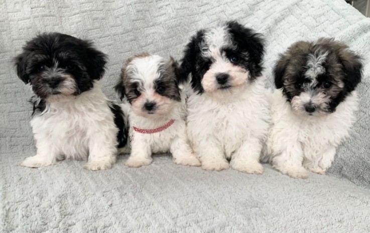 maltipoo puppies