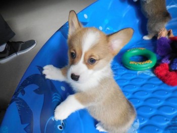 pembroke welsh corgi puppies