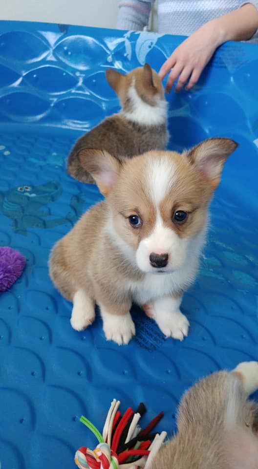 pembroke welsh corgi puppies