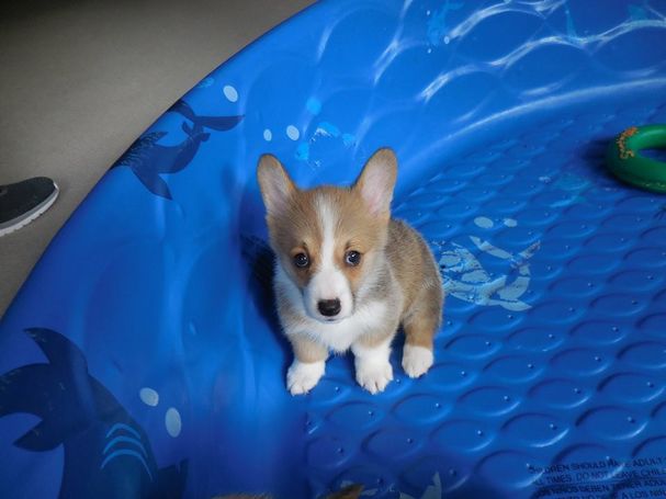 pembroke welsh corgi puppies