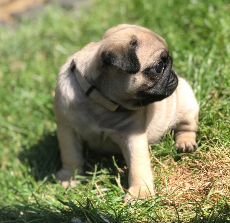 pug puppies