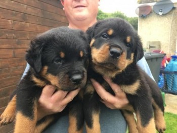 German Rottweiler Puppies