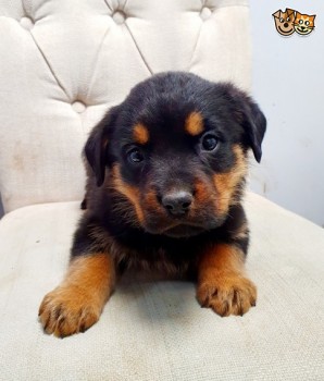 German Rottweiler Puppies