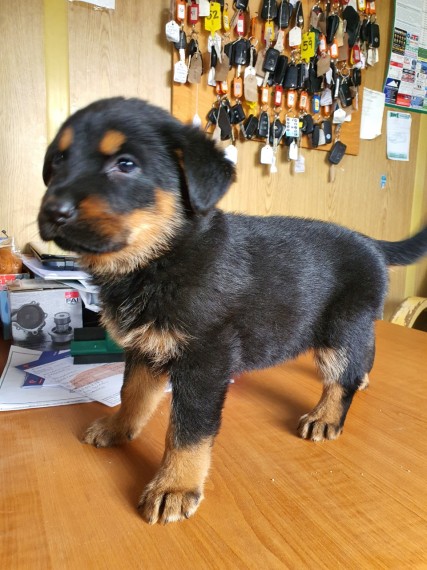 German Rottweiler Puppies