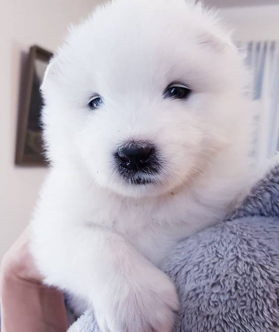 Samoyed Puppies