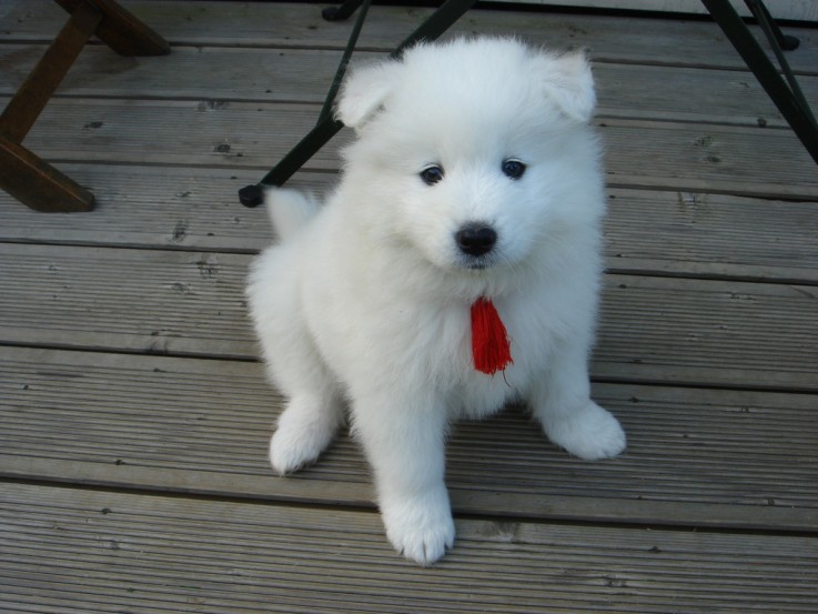 Samoyed Puppies