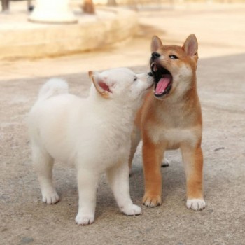 Shiba inu Puppies 