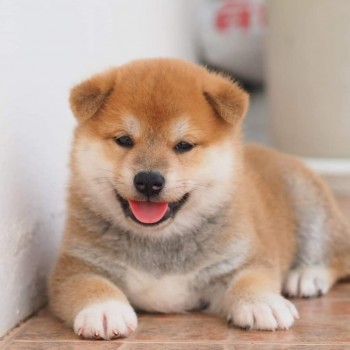 Shiba inu Puppies 