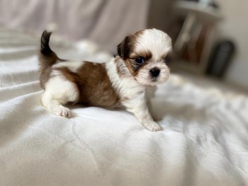 Shih Tzu puppies