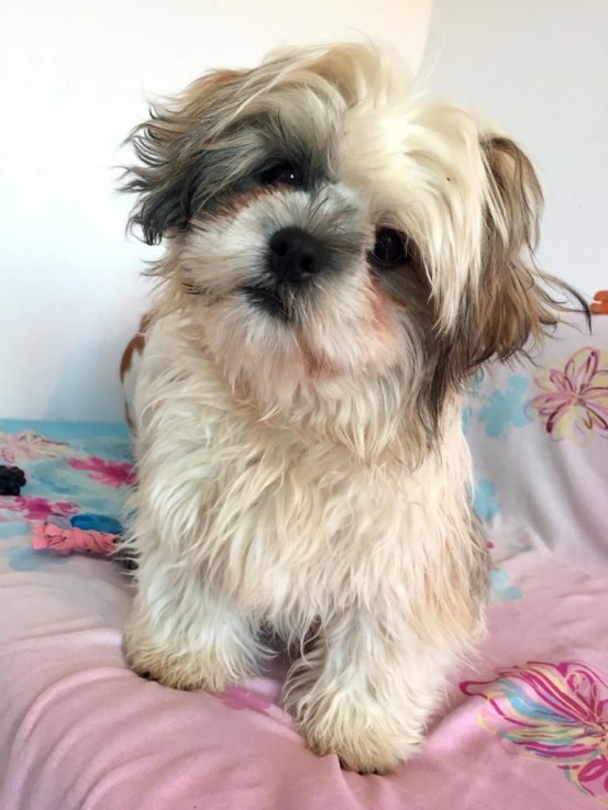 Shih Tzu puppies